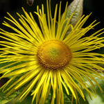 Elecampane - flower bloom