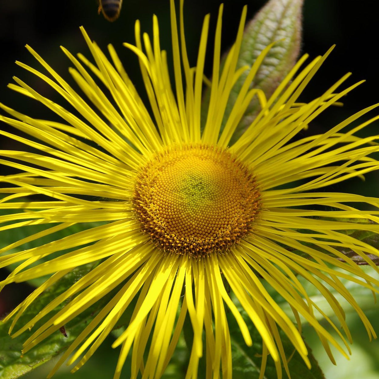 Elecampane - flower bloom