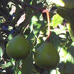 Gin Pear