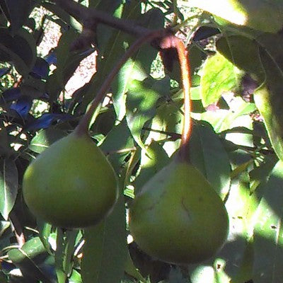 Gin Pear