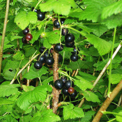 Grandma Ethel Black Currant