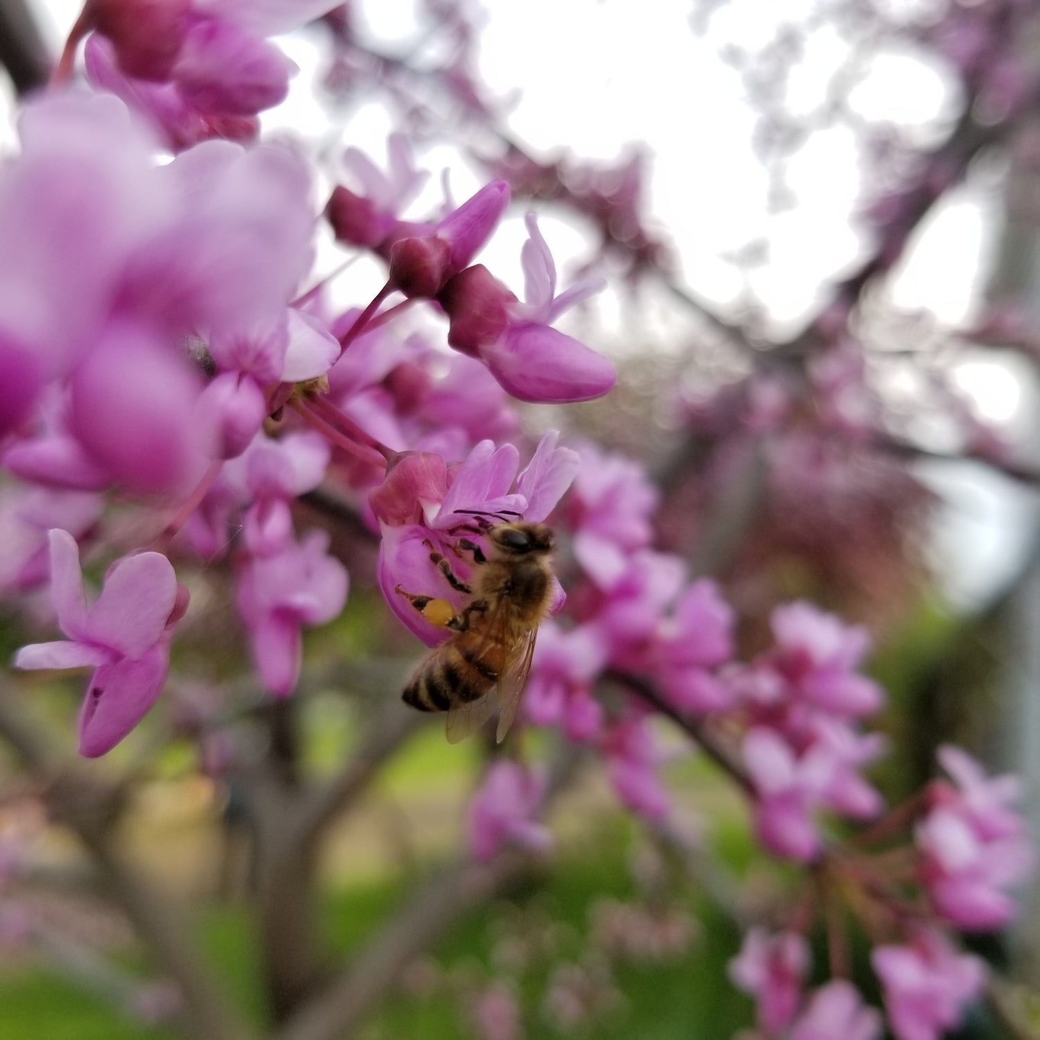 Eastern Redbud Seedling - honeybee visiting blooms 