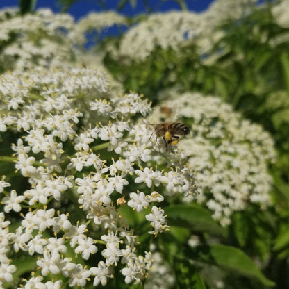 York Elderberry blooms