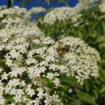 Scotia Elderberry blossom with a bee visiting it
