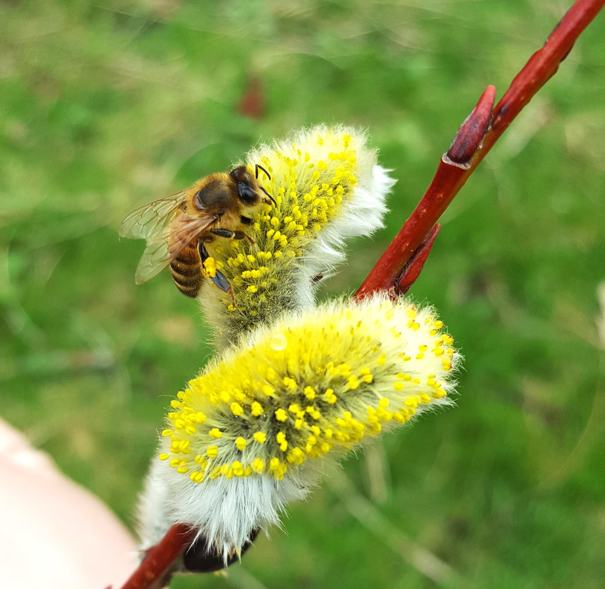 honey bee collecting pollen on pussy willow flower