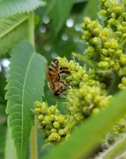 Staghorn Sumac Seedling - view of blossom with a bee on it