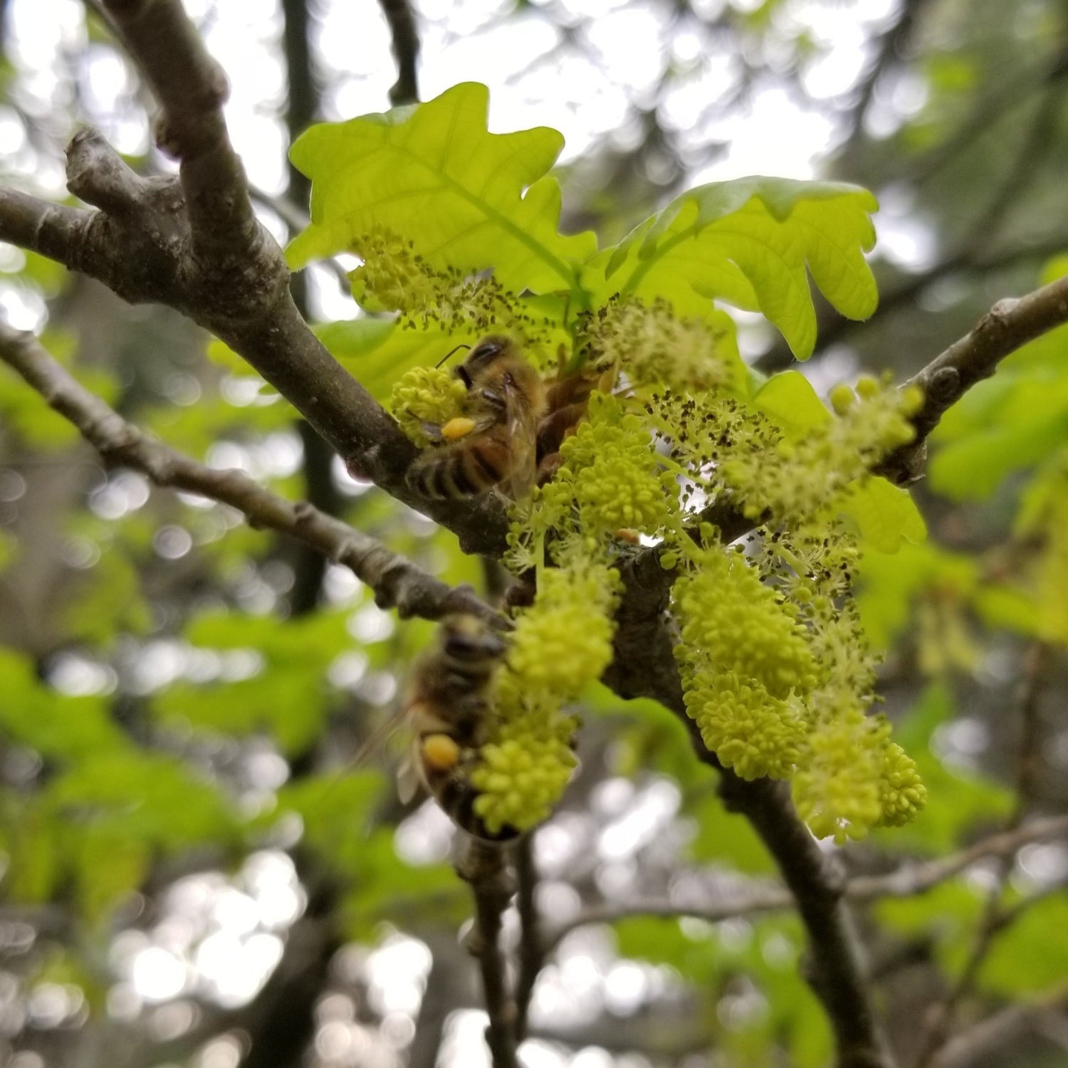 English Oak tree with bees visiting the catkins to collect pollen