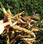 Horseradish root