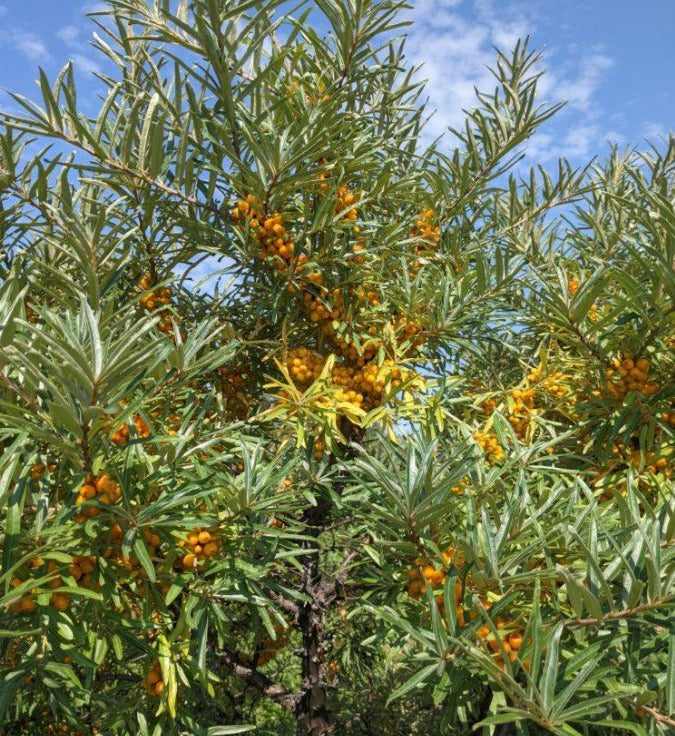 Prorachnaya Sea Buckthorn (Female) Bareroot