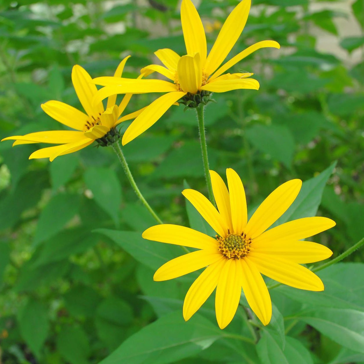 Sunchoke Tuber (Unknown Variety)
