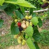 Mulberry Seedling