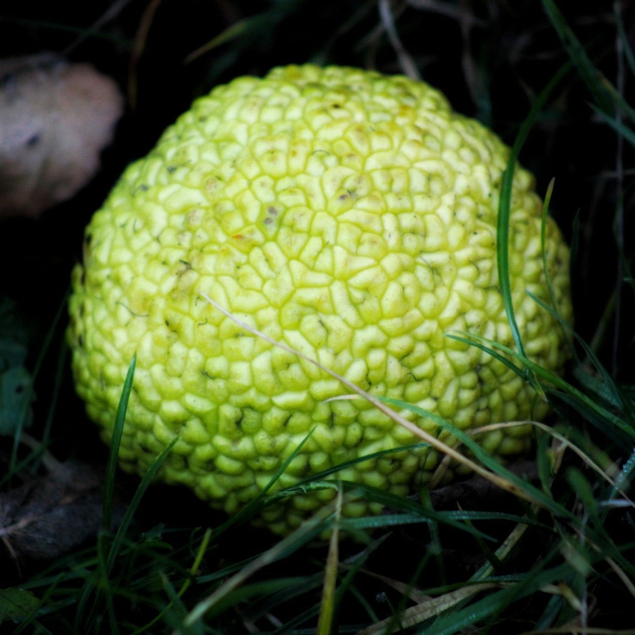 Osage Orange Seedling