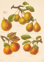 Barland pear vintage drawings.