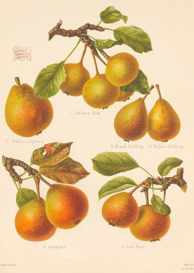 Barland pear vintage drawings.