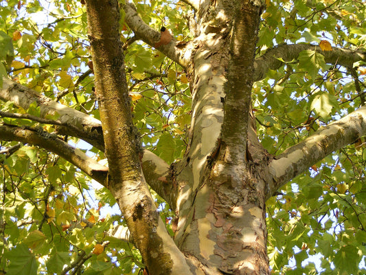 American Sycamore tree; bark and leaves.