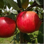 Prima Apple