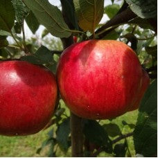Prima Apple
