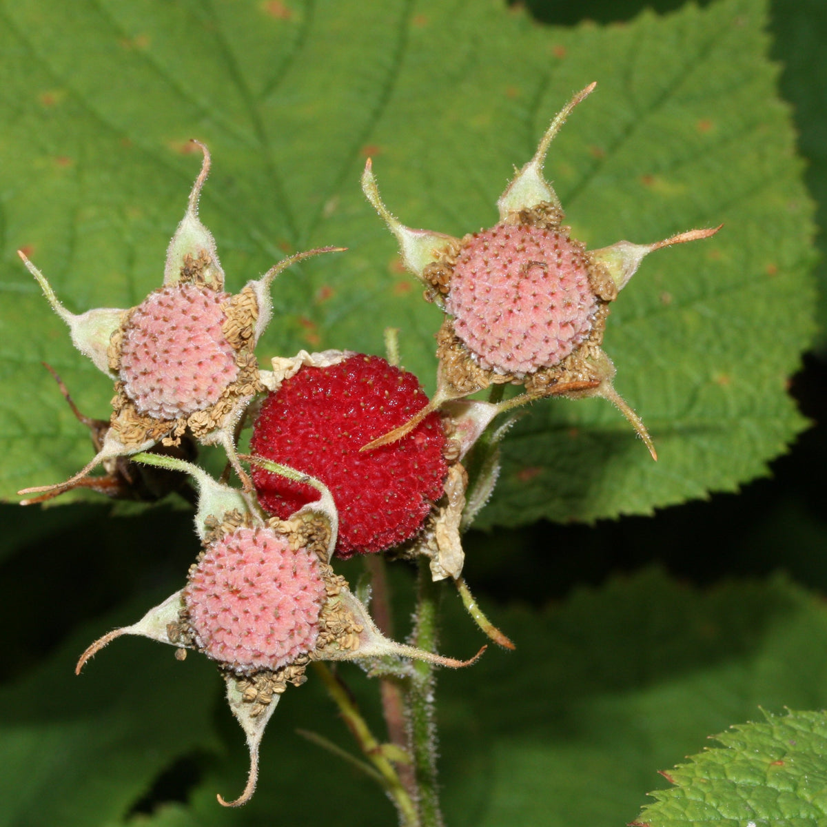 Thimbleberry Bareroot – Silver Creek Nursery Ltd.
