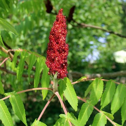 Staghorn Sumac Seedling