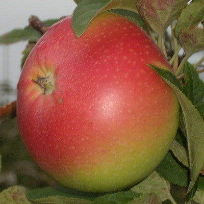 Winter Banana Apple